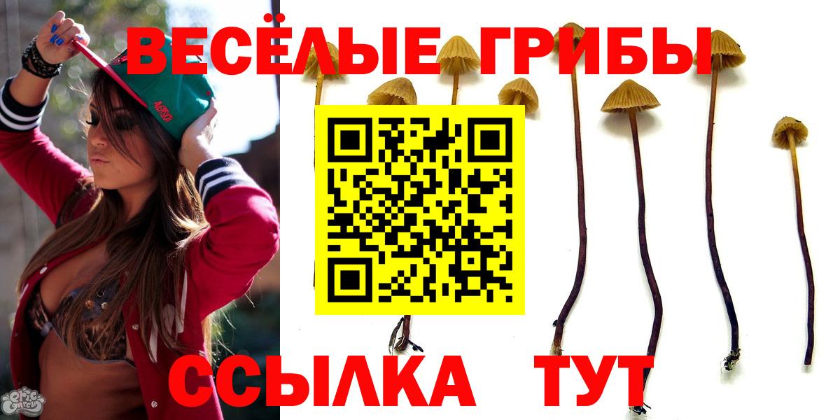 Владивосток  Галлюциногенные грибы Psilocybe  Вход с VPN 
